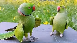 Indian Ringneck Parrot Talking | @akaviary