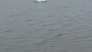 Лебеди!