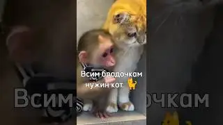 Всем брадочкам нужен кот 😍🐈 