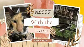 VLOGGO WITH THE DOGGO’S (check description)