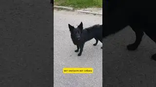 Собакин Не Трогает Кошакина
