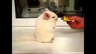 Шиншилла смешно кушает