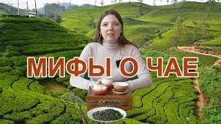 Топ-10 мифов о чае. Мифы о чае.