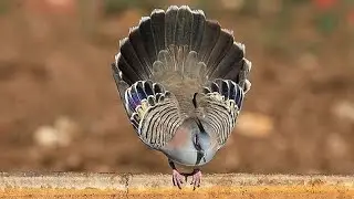 Top 50 World Famous Types of Doves 🕊