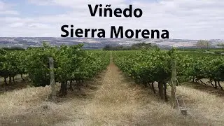 El Vino de Zapatoca, un sueño hecho realidad.