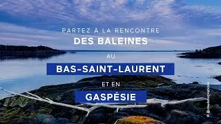 À la rencontre des baleines au Bas-Saint-Laurent et en Gaspésie
