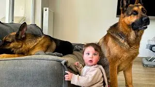 Nuestros tres pastores alemanes gigantes no pueden dejar de cuidar a nuestro hijo
