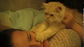 КОТ КУСАЕТ ЗА НОС