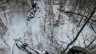 Охота на лося во время гона с лайками