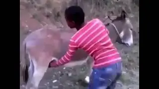 Заводка осла