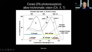 Lecture: Electroretinography (ERG): When Do We Need It?