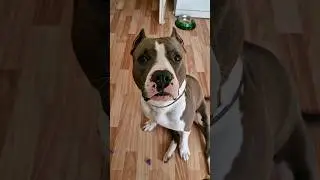 Амстафф Локи 2 года | Его Главное Оружие 🥹 | Стаффорд | Amstaff Loki