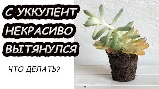 Что делать, если СУККУЛЕНТ вытянулся? Способы спасения и размножения