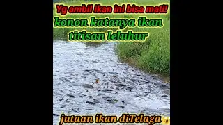 ikan sebanyak ini gak ada yg berani ambil!
