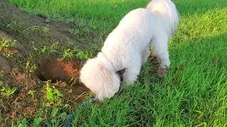 Puppy Digs a Hole