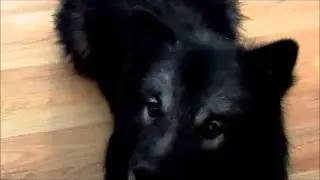 Dallas our Keeshond 