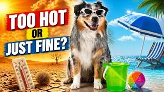 Can Australian Shepherds Live in Hot Weather?