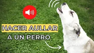 Prueba para Hacer Aullar a un Perro  🐶🔊 Sonidos para perros