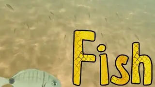 Fish near the La Mata beach- Traveling Cat