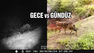 Fotokapan görüntülerimizden kısa kesitler 05/2019