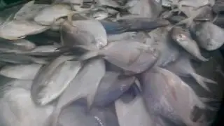 White Pomfret Fishes Cutting | Sea Fishes slices in Fish Market | White Pomfret Fish Market