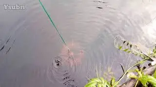 Menangkap ikan menggunakan Bubu Payung, dapat berbagai jenis ikan