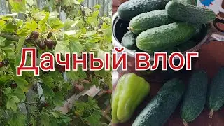 #влог Дачные дела/Небольшой урожай/Обед на даче #дача