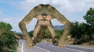 wolf / green screen wolf/ monsters /vfx / graphics / creatures / animations / horror / animals