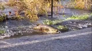 Нерест_ласося