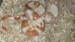 New additions Woelks Reptiles 2012