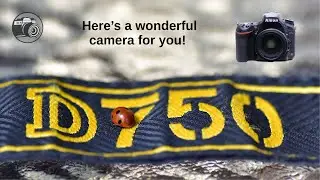 Nikon D750 -  how much better than Nikon D610?