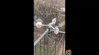 Bird Graveyard