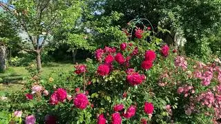 Rose Laguna