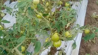 Malapit na kami maka harvest sa kamatis