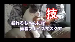 Cat Nail Trimming: Steal the Professional Techniques!