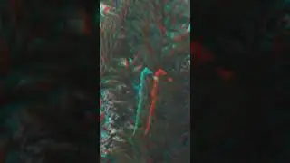 sea horse 3d anaglyph