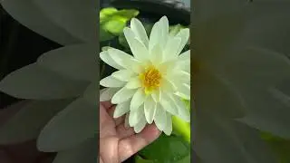Нимфея Денвер, цветет четвертый день🌼🌿🌼🌿🌼