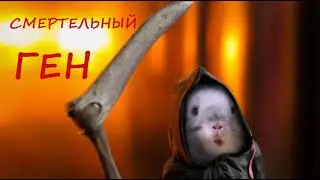 Летальный (смертельный) ген у ШИНШИЛЛ!
