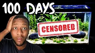 No aquarium maintenance for months. What could go wrong?