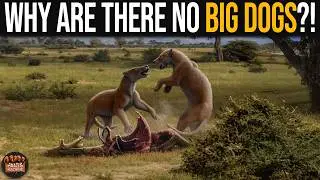 If There Are Big Cats, Why Are There No Big Dogs?!