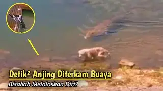 10 Kejadian Buaya Menerkam Anjing Yang Tertangkap Kamera