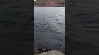 Mancing Nahol/Red Devils di Bendungan Bendo Ponorogo umpan pelet