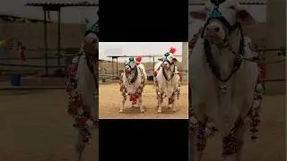 Bakra Eid 2024#cow #cowlover #mandi #cattlelove #youtube #shorts #cowvideos