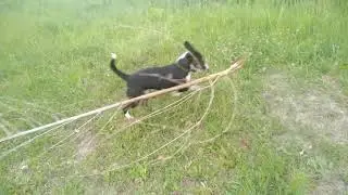Джена вишул