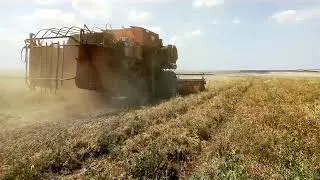 Уборка Озимого Гороха комбаином Дон 1500б 2019 год!  Горох на продажу !