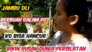 jmbu dli brbuah lebat. tapi tida terawat