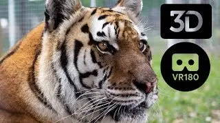 Big Cats in VR 180 3D!