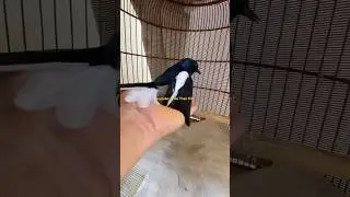 Choè Than phản chủ ?!