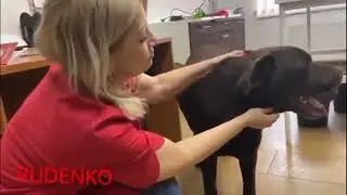 «Хатико» из Мариуполя приютит тольяттинская семья