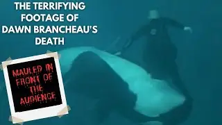 Tilikum - The Terrifying Orca Who KILLED its Trainer Dawn Brancheau